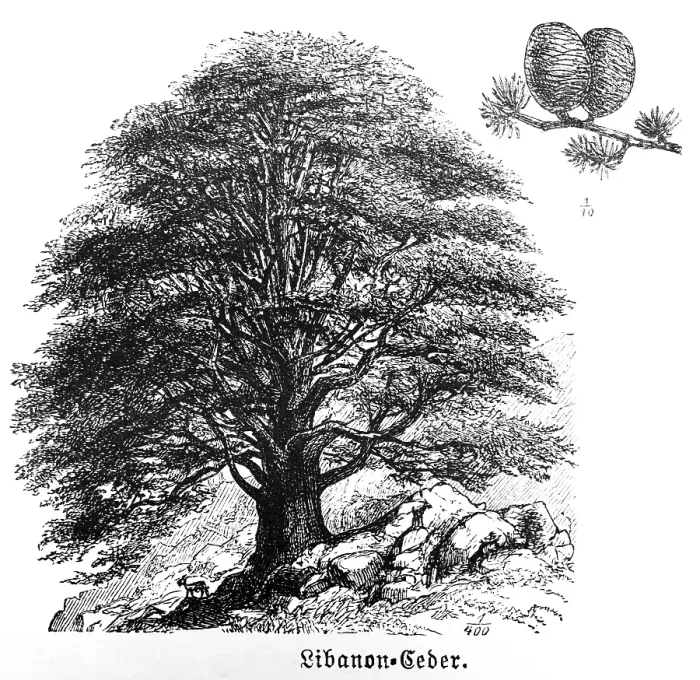 Framed Print : Lebanon cedar (Cedrus libani) with flower cones, conifers (Coniferales), evergreen tree, age up to 1000 years, stony ground, travelling in Asia, Near East, Lebanon, historical illustration 1887, Asia Framed Print : Lebanon cedar (Cedrus libani) with flower cones, conifers (Coniferales), evergreen tree, age up to 1000 years, stony ground, travelling in Asia, Near East, Lebanon, historical illustration 1887, Asia