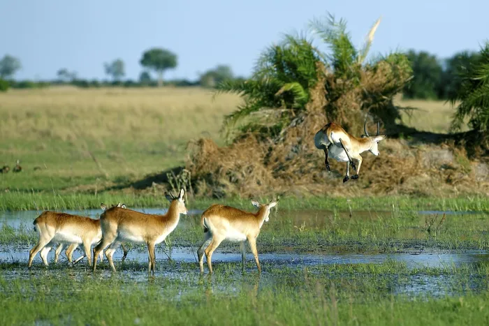 Framed Print : Lechwe or Southern Lechwe (Kobus leche)