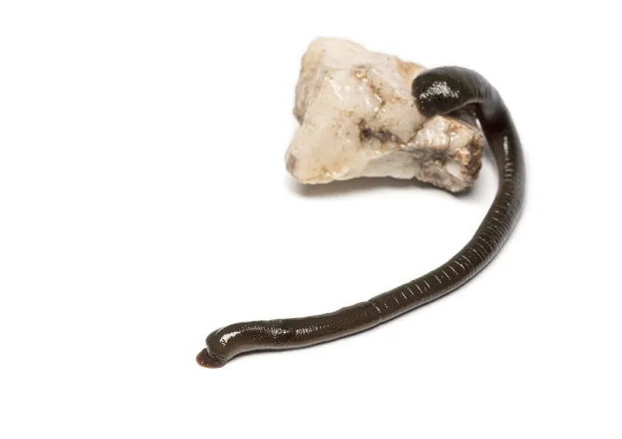 Framed Print : Leech, Trocheta specie, showcasing its segmented body and glistening skin