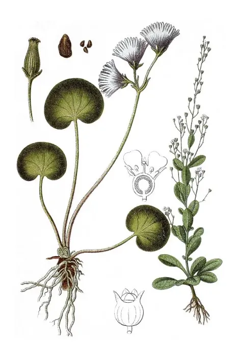 Framed Print : Left Alpine snowbell (Soldanella alpina)