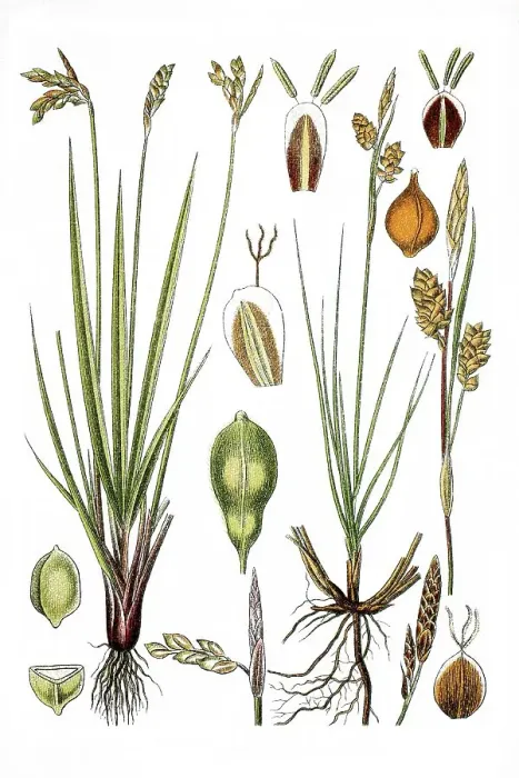 Framed Print : Left, Birds Foot Sedge (Carex ornitopoda)