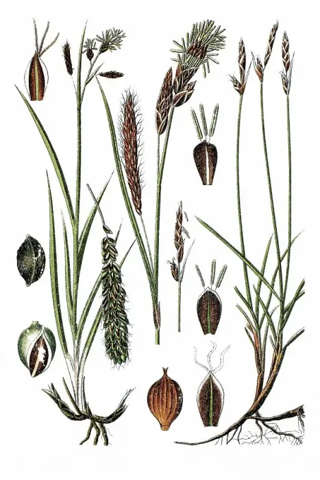 Framed Print : Left, Blue Sedge (Carex glauca)