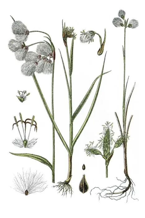 Framed Print : Left, Broad Leafed Cotton Grass (Eriophorum latifoilum)