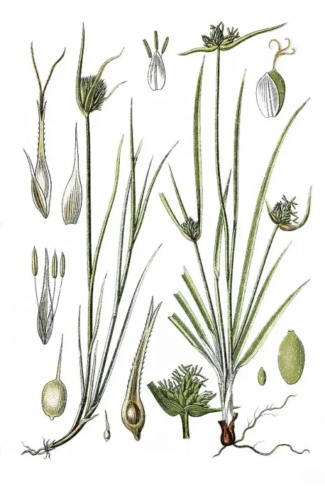 Framed Print : Left, Cyperus Sedge (Carex muricata)