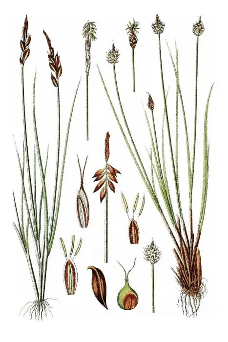 Framed Print : Left, Flea Sedge (Carex pulicaris) Framed Print : Left, Flea Sedge (Carex pulicaris)