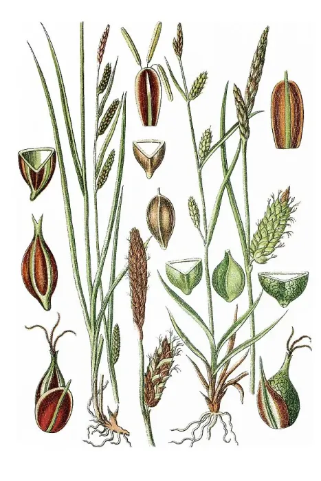 Framed Print : Left, Green-ribbed Sedge (Carex michelii)