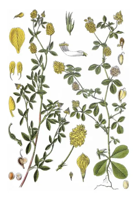 Framed Print : Left: Large Hop Trefoil (Trifolium aureum) Framed Print : Left: Large Hop Trefoil (Trifolium aureum)