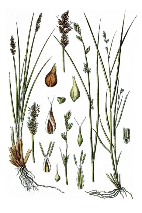 Framed Print : Left, Lesser Panicled Sedge (Carex teretiuscula) Framed Print : Left, Lesser Panicled Sedge (Carex teretiuscula)