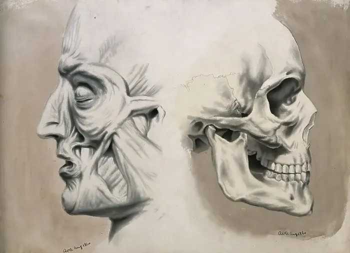 Framed Print : (left) with muscles and tendons