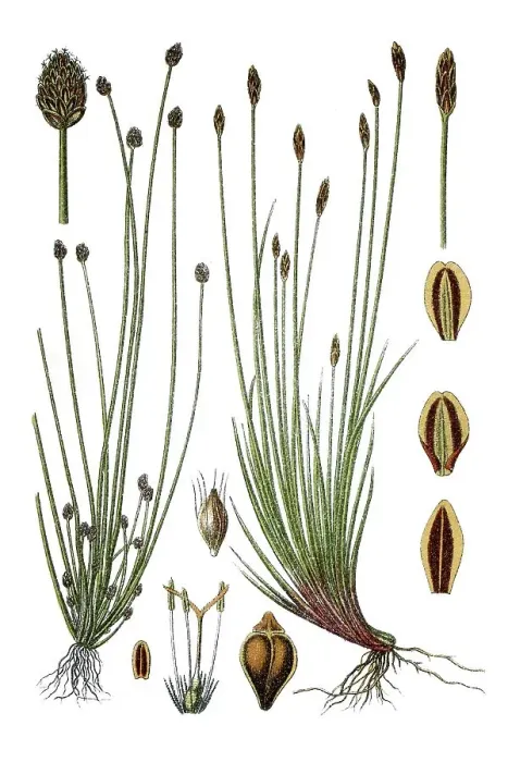 Framed Print : Left, Ovateleaf Flatsedge (Cyperus pauciflorus)
