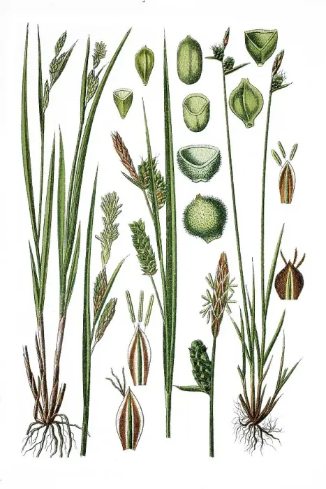 Framed Print : Left, Pale Sedge (Carex pallescens) Framed Print : Left, Pale Sedge (Carex pallescens)