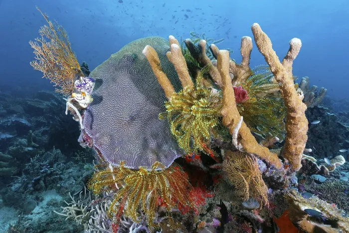 Framed Print : Left and right bottom Horn Coral