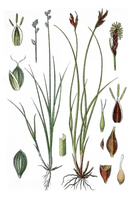 Framed Print : Left, Ryegrass Sedge (Carex loliacea)