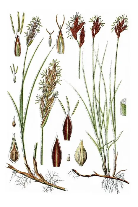 Framed Print : Left, Sand Sedge (Carex arenaria)