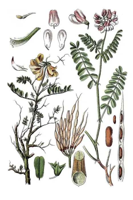 Framed Print : Left: Scheiden-Kronwicke Coronilla (Coronilla vaginalis)