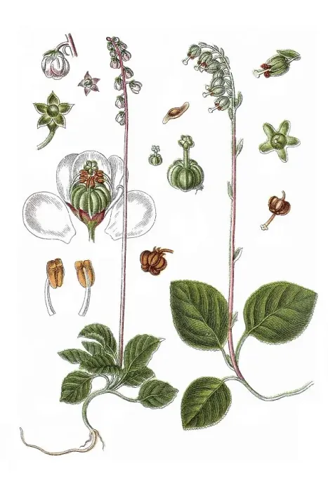 Framed Print : Left: Snowline wintergreen (Pyrola minor) Framed Print : Left: Snowline wintergreen (Pyrola minor)