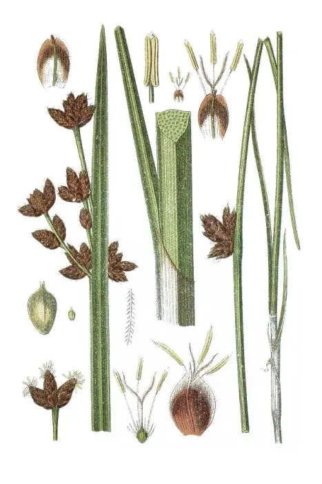 Framed Print : Left, Triangular Club-rush (Cyperus triqueter)