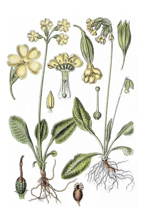 Framed Print : Left: True oxlip (Primula elatior)