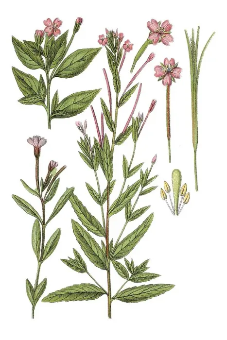 Framed Print : Left: willowherb (Epilobium adnatum)