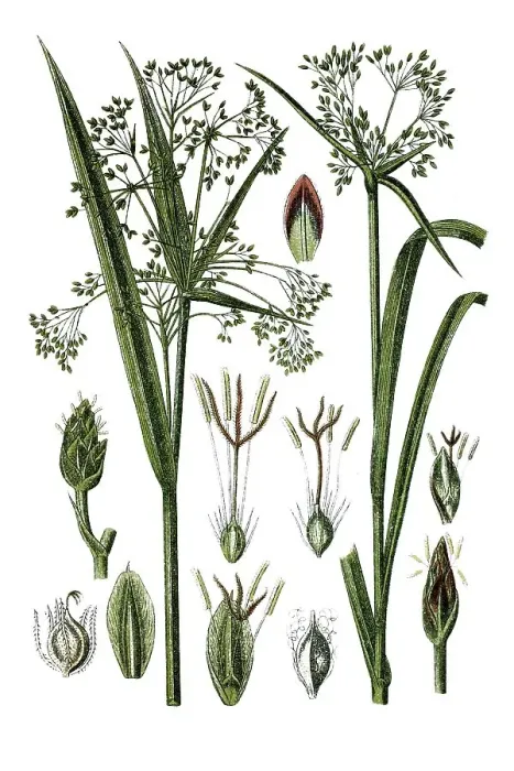 Framed Print : Left, Wood Club-rush (Cyperus silvaticus)