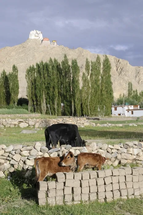 Framed Print : Leh Oase with cattle in the foreground