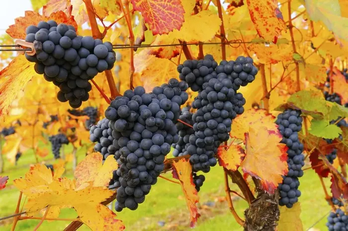 Framed Print : Lemberg grapes