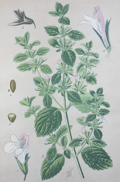Framed Print : Lemon balm (Melissa officinalis)