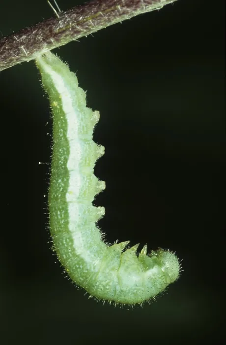 Framed Print : Lemon butterfly caterpillar (Gonepteryx rhamni)