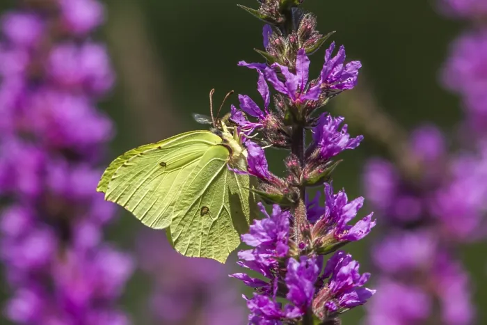 Framed Print : Lemon butterfly (Gonepteryx rhamni)