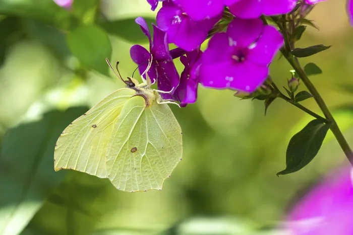 Framed Print : Lemon butterfly (Gonepteryx rhamni)