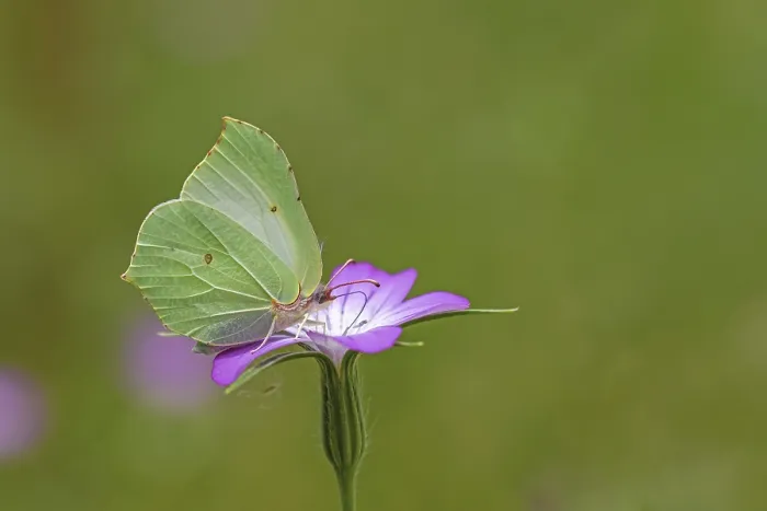 Framed Print : Lemon butterfly (Gonepteryx rhamni) on a flower