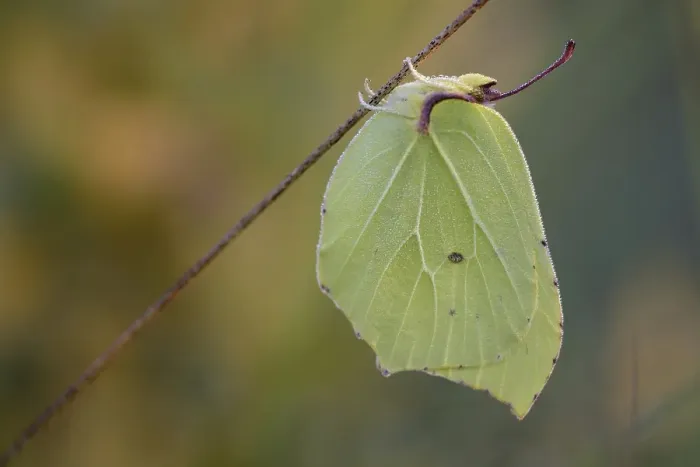 Framed Print : Lemon butterfly, resting male at roosting site