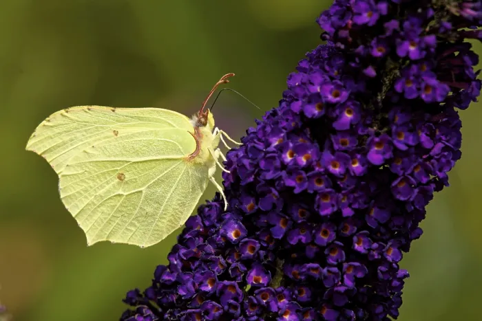 Framed Print : Lemon butterfly on the summer lilac Framed Print : Lemon butterfly on the summer lilac