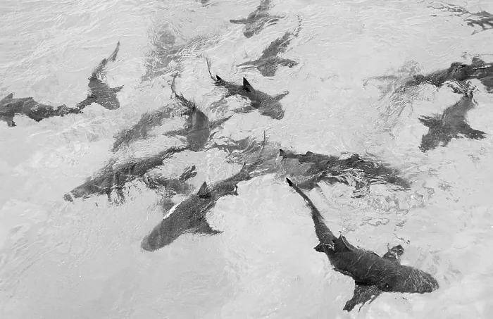 Framed Print : Lemon Sharks at the surface, Negaprion brevirostris Framed Print : Lemon Sharks at the surface, Negaprion brevirostris