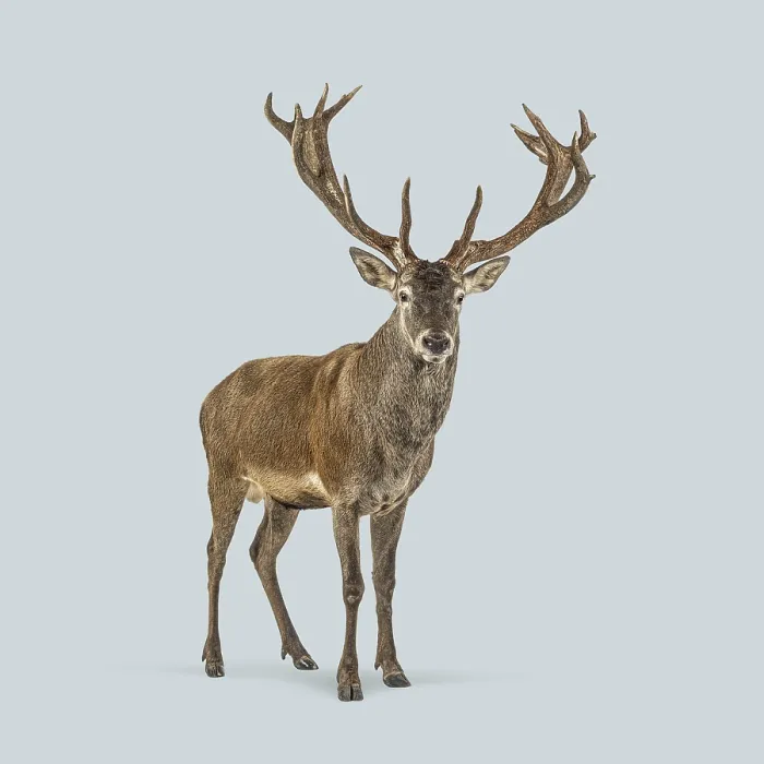 Framed Print : Full length view of a proud red deer stag with large antlers