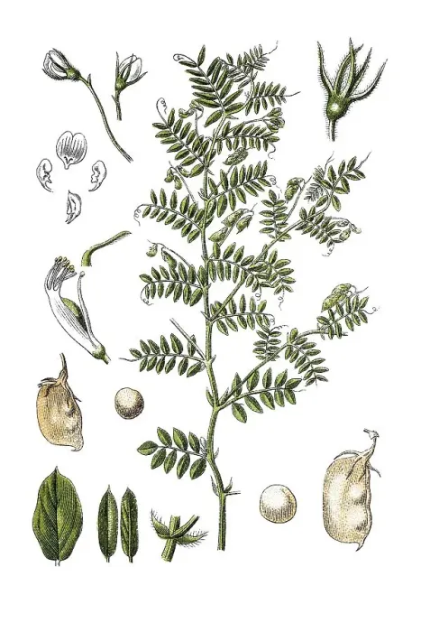 Framed Print : Lentil (Lens culinaris), historical chromolithography