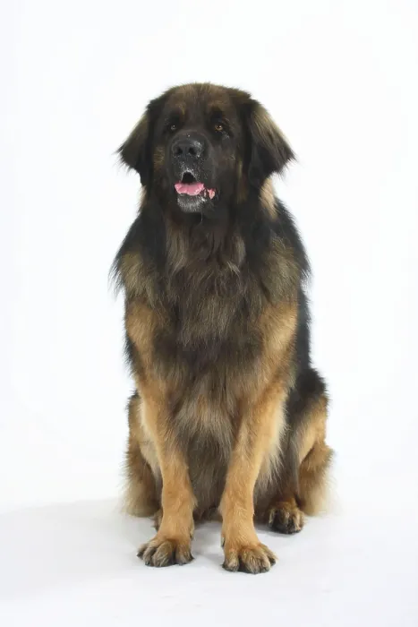 Framed Print : Leonberger Framed Print : Leonberger