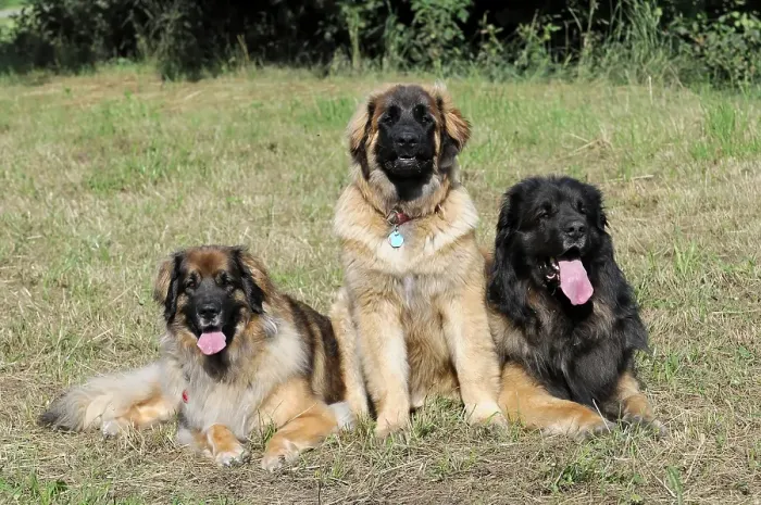 Framed Print : Three Leonberger dogs, dog breed