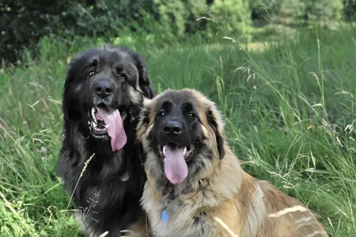 Framed Print : Two Leonberger dogs, dog breed