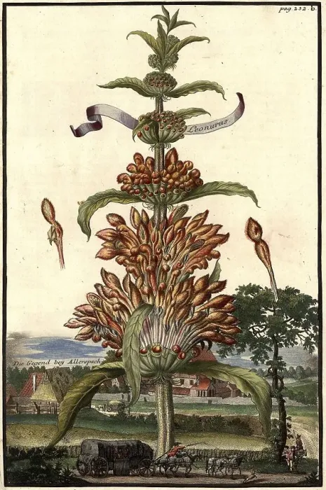 Framed Print : Leonorus and the area near Allerspach