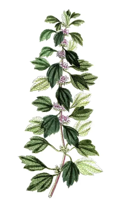 Framed Print : Leonurus cardiaca, true motherwort Framed Print : Leonurus cardiaca, true motherwort