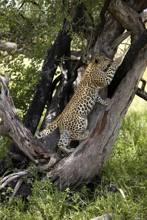 Framed Print : LEOPARD (4 MONTHS OLD CUB) panthera pardus