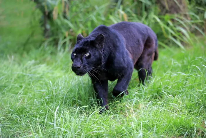 Framed Print : Leopard, Black panther (Panthera pardus) Framed Print : Leopard, Black panther (Panthera pardus)