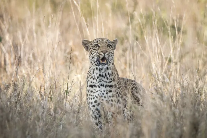 Framed Print : A Leopard blending in in the high grass in the Kruger National Park