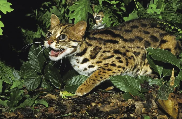 Framed Print : Leopard cat (prionailurus bengalensis) Framed Print : Leopard cat (prionailurus bengalensis)