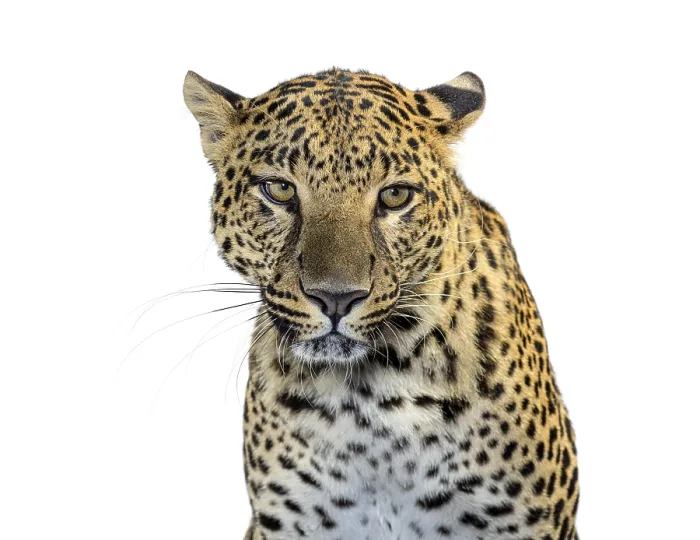 Framed Print : Leopard close up portrait with intense gaze