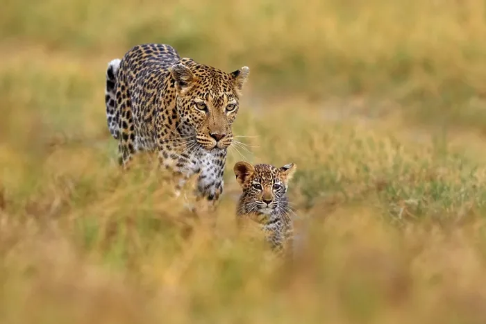 Framed Print : Leopard cub with mother walk. Big wild cat in the nature habitat