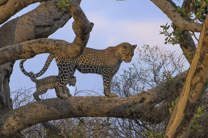 Framed Print : A leopard and its cub walk together along a broad tree branch