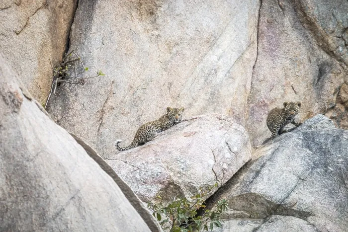Framed Print : Two Leopard cubs on the rocks in the Kruger National Park