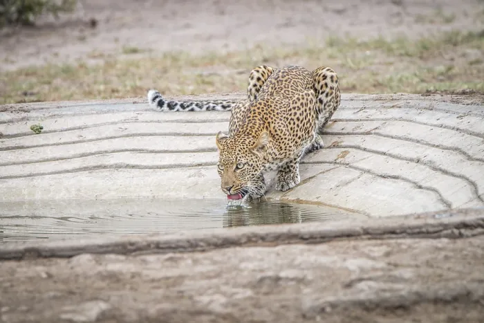 Framed Print : Leopard drinking water at a waterhole in the Kruger National Park